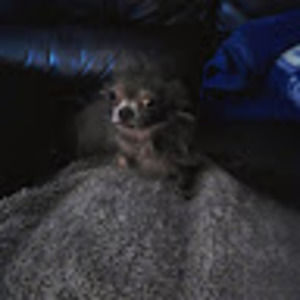 Meet your Posher, Marcella